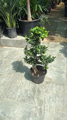 Small potted bonsai-style topiary — healthy indoor/outdoor plant