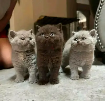 Im rehoming 3 fluffy kittens — available for adoption