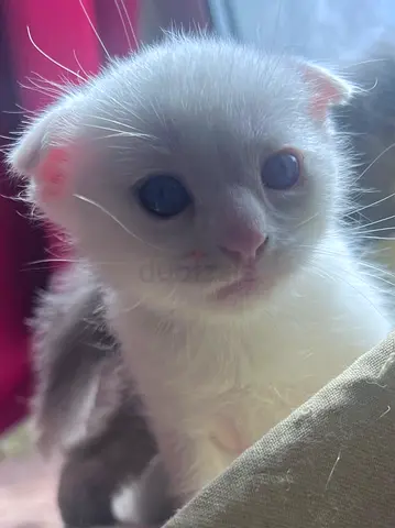 White fluffy kitten - looking for a loving home