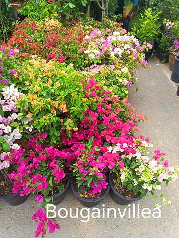 Healthy Potted Bougainvillea (Mixed Colors) — Blooming