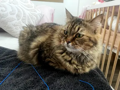 Female cat for adoption