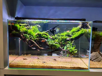Aquarium Take Care Service