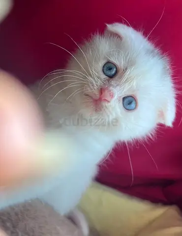 White blue-eyed kitten looking for a loving home