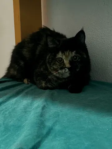 Ember -Munchkin cat looking for a new home