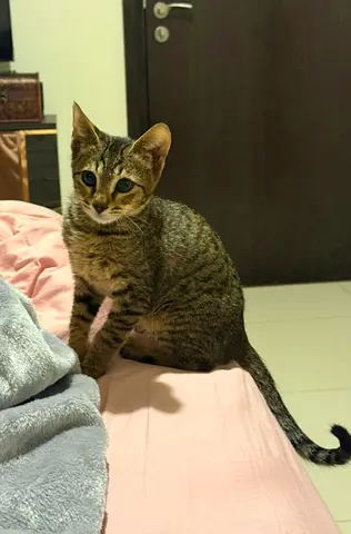 1 month male cute cat for adoption