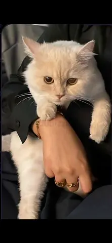 Rehoming my white cat — calm and friendly