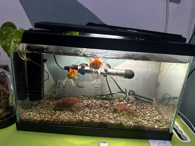 Used aquarium with 2 goldfish, filter, heater and hood