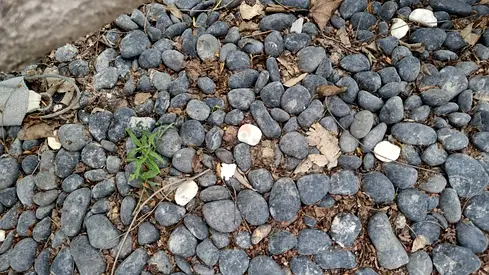 Smooth grey river pebbles - garden decorative stones