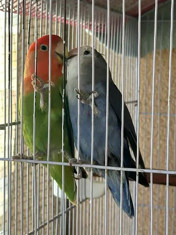 Pair of bonded lovebirds (peach-faced  blue mutation) — ready to rehome
