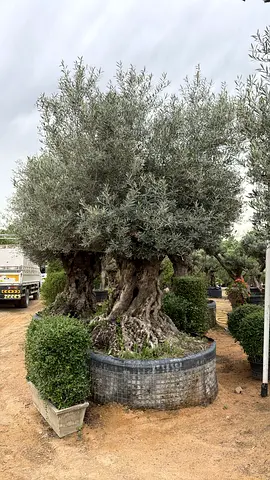 Olive Tree for Sale
