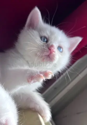 Rehoming my white blue-eyed kitten