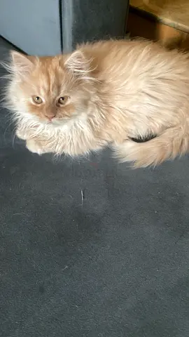 Free cat adoption for free