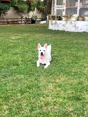 Sweet  Unique Husky-Shitzhu For Adoption