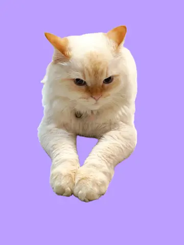 Himalayan Cream long-haired cat