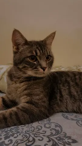 Sweet gray tabby cat looking for a new home