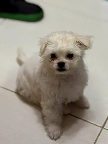 Adorable White Puppy Up for Adoption