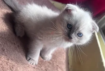 Young blue-eyed kitten - looking for a home