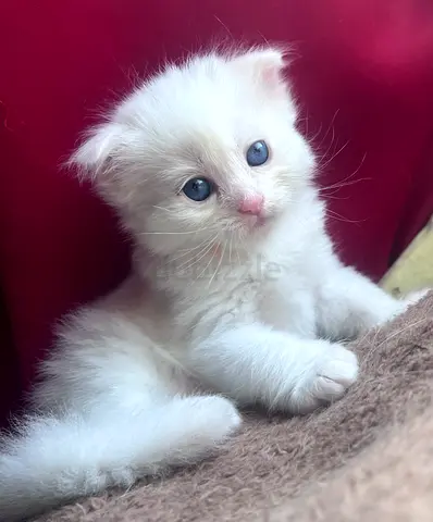 Fluffy white kitten — young, playful and gentle