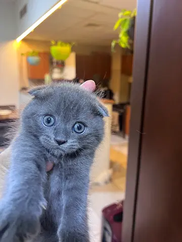 My gray fold-eared kitten — playful and affectionate