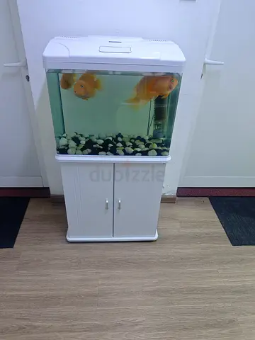 Fish Aquarium with 4 Fish
