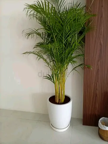 Areca palm in white ceramic pot - indoor plant