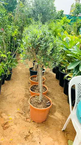 Olive Tree Plant for Sale