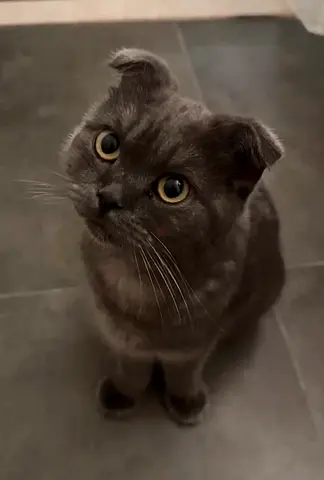 Boba looking for a new home