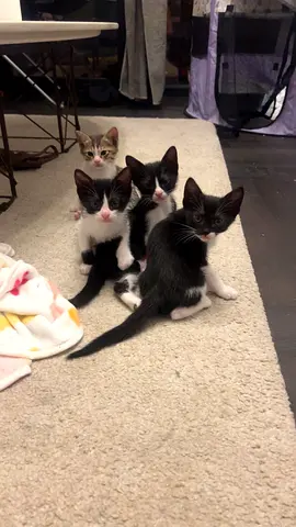 Kittens Looking for a Loving Home