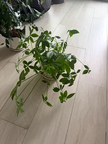 Umbrella tree