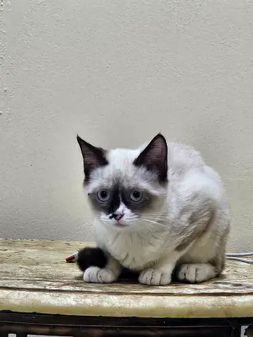 2kitty -American short Hair and siamese Looking for a Loving Home for a Friendly Cat