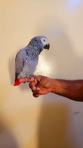 African grey well tamed  good  talking