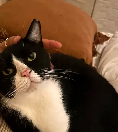 My friendly tuxedo cat — looking for a new home