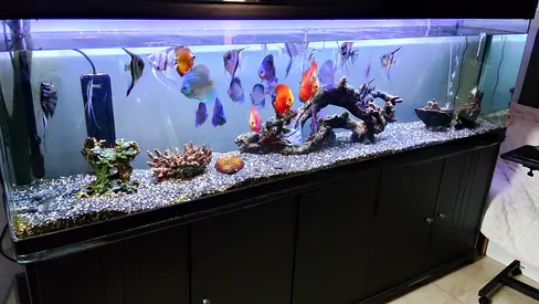 2 meter aquarium for sale