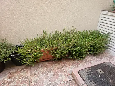 11 Long rectangular planter with mature outdoor plants