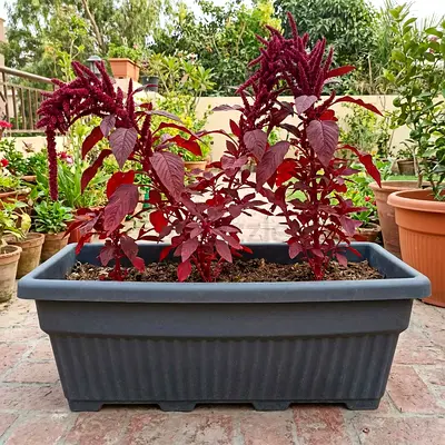FLOWER POT WITH ORGANIC SOIL FOR SALE