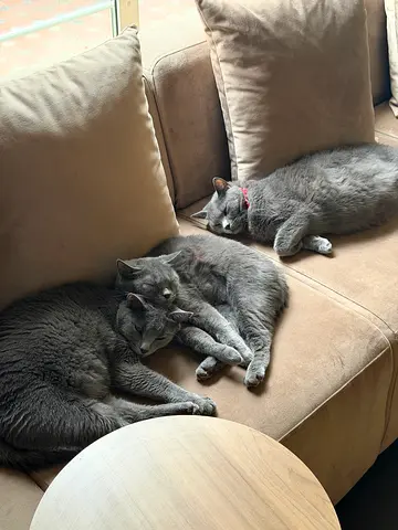 Leo, Jamila, and Red - 3 cats for adoption