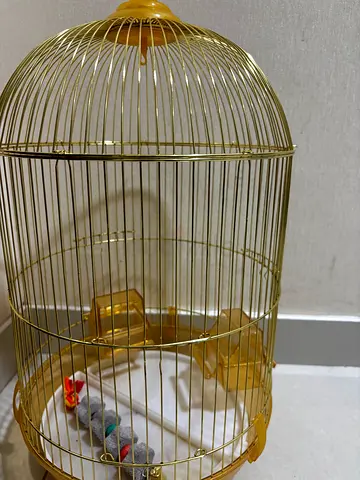 bird cage كقص عصافير