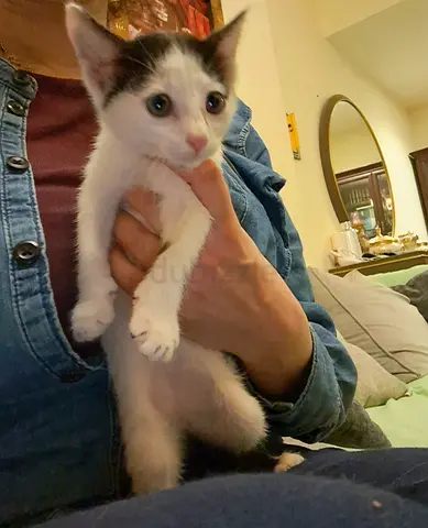 Beautiful female kitten 3 months old for free adoption