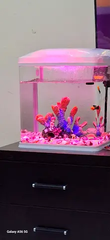 Small LED fish aquarium kit with filter and decorative coral at Al Nahda Sharjah