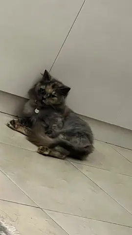 🐾 Cat for Adoption – Looking for a Loving Home 🏡