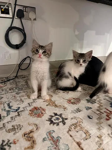 Kitten for adoptiong