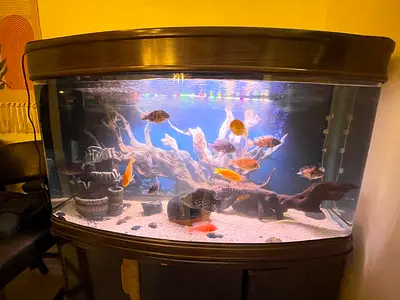 Large aquarium for sale