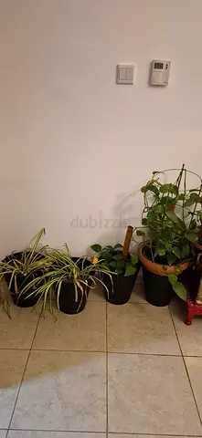 Earthen pot 4 numbers with plant and black cover