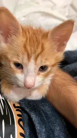 Sweet orange male kitten available for free adoption-