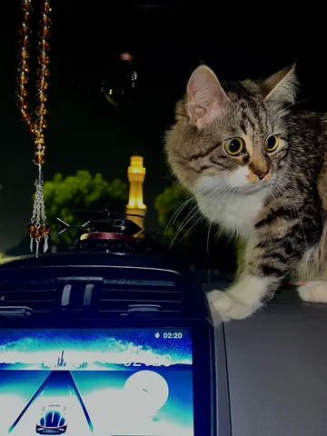 Cat for free adoption