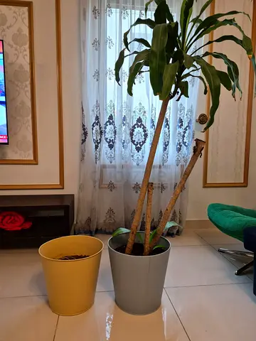 Dracaena indoor plant with two pots