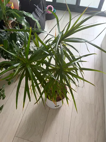 Dracaena plant