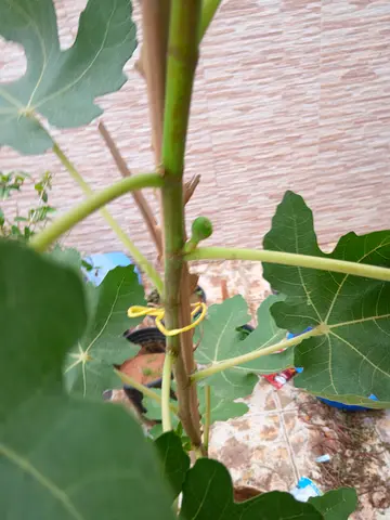 Fig tree with fruits
