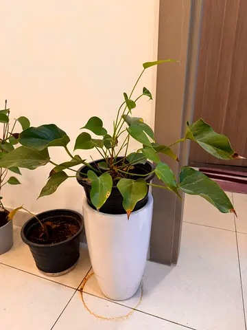 Vining houseplant in tall white modern pot