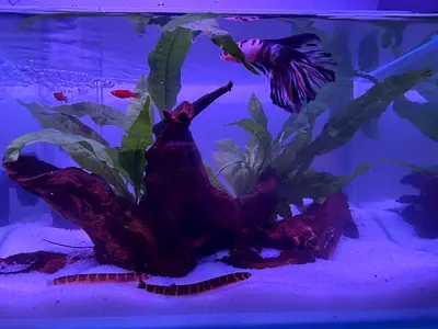 Planted tank setup — with male Betta fish, , kuhli loaches  2 baby molly